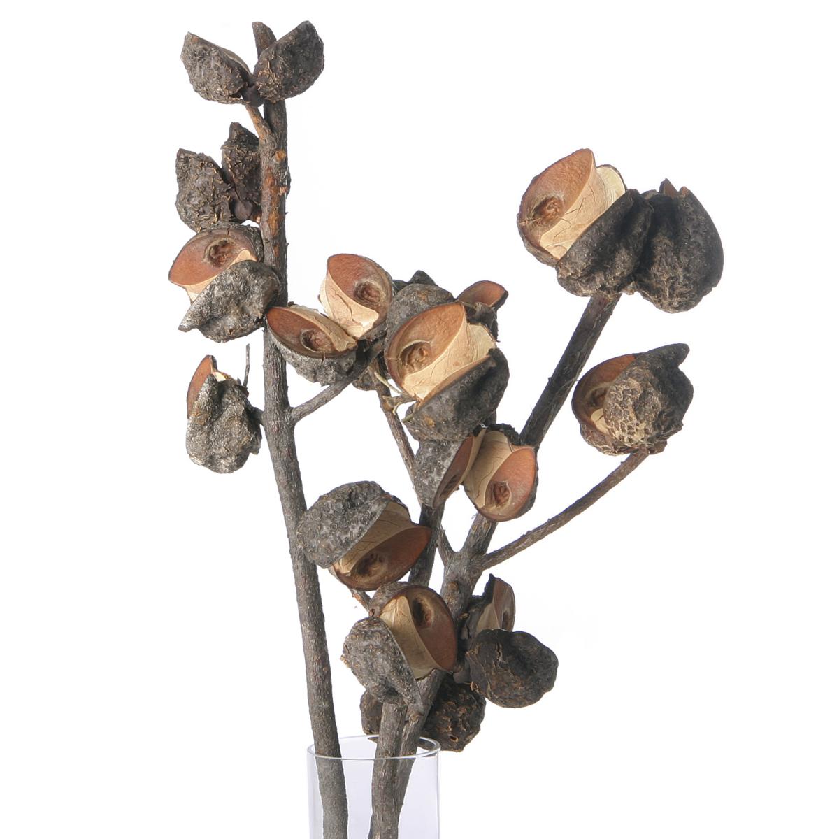Hakea mittel 5-9 K&ouml;pfe