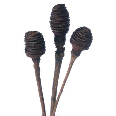 Platyspermum mix 1-3 K&ouml;pfe
