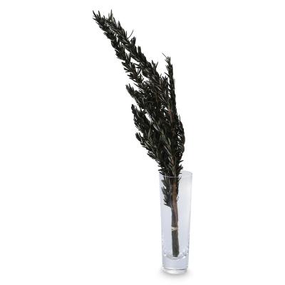Rosmarin bl&uuml;hend gr&uuml;n 45-60cm