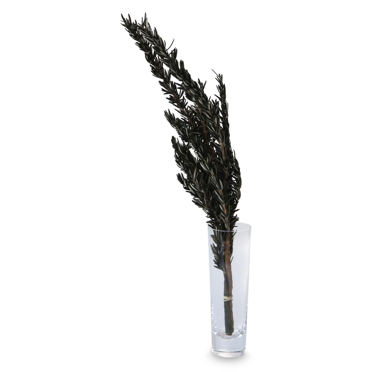 Rosmarin bl&uuml;hend gr&uuml;n 45-60cm