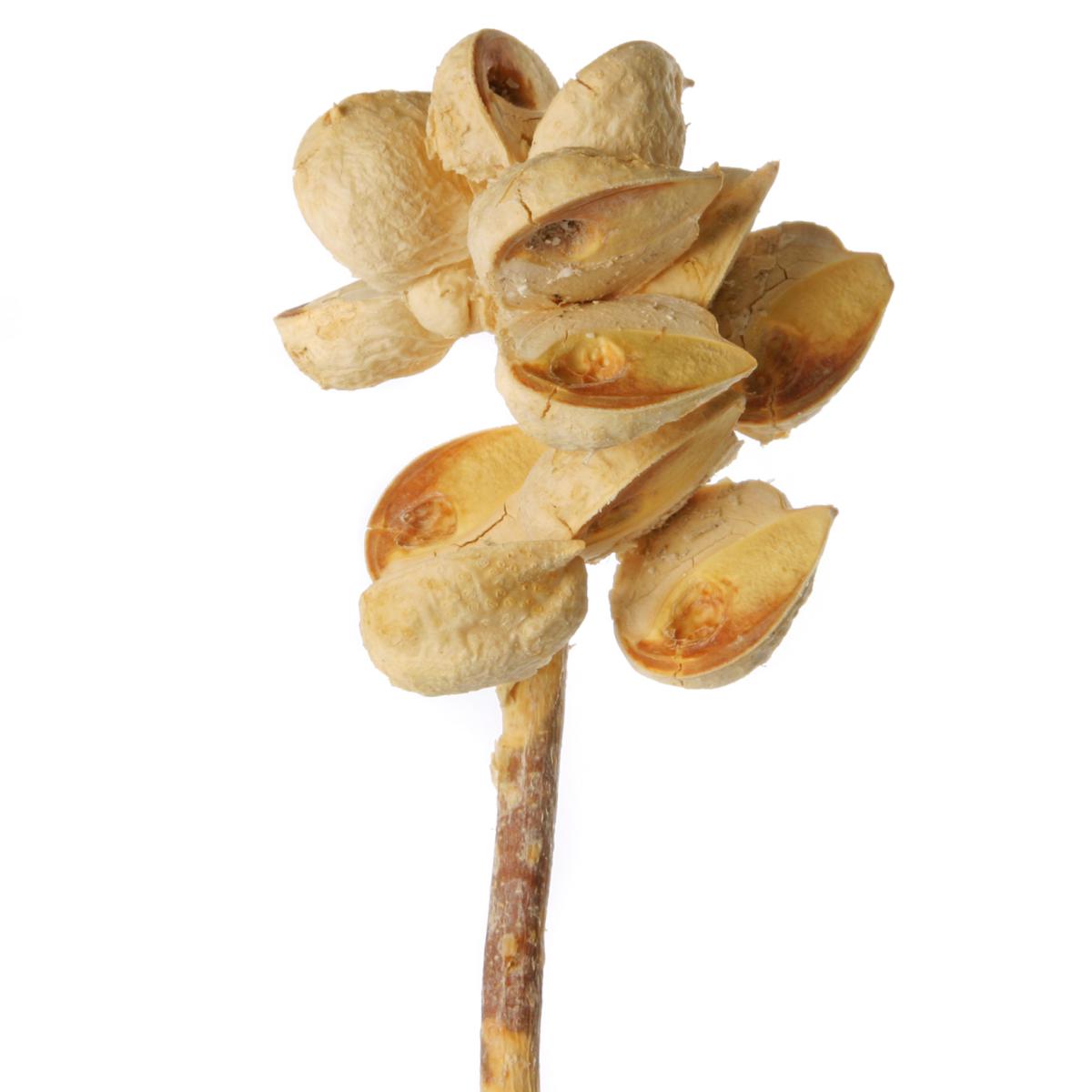 Hakea mittel gebleicht 5-9