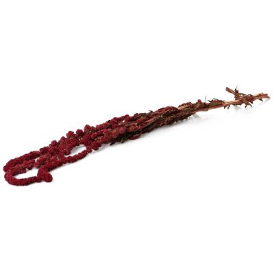 Amaranthus caudatus Dreadlocks 80-100cm
