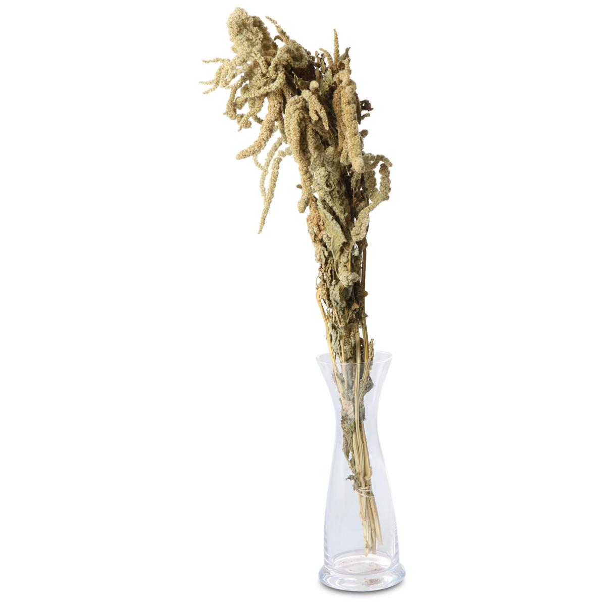Amaranthus caudatus gr&uuml;n 80-100cm