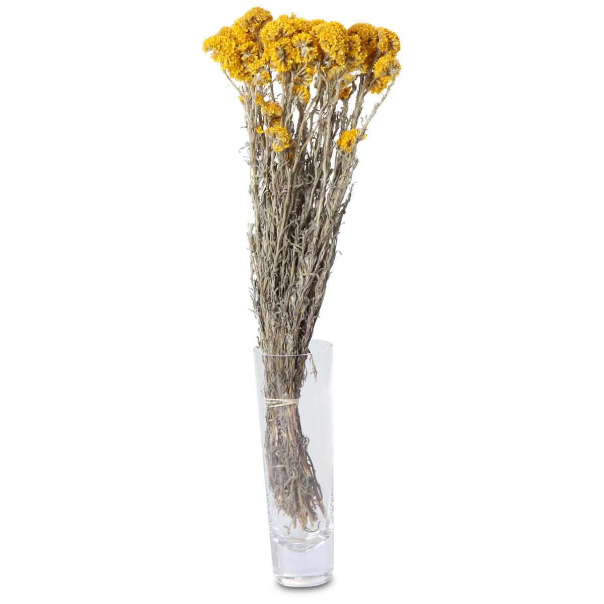 Helipterum sanfordii 40-50cm