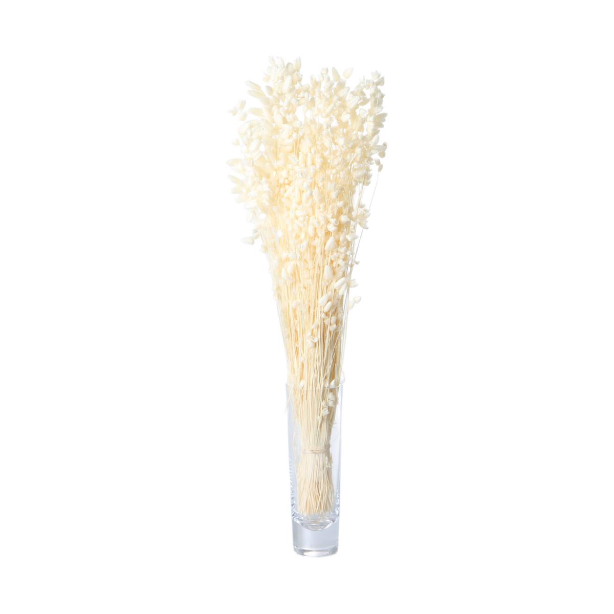 Briza Maxima gebleicht 50-60cm