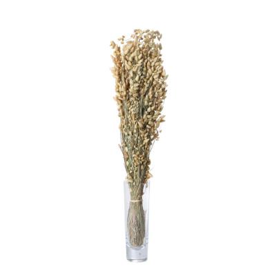 Briza Maxima 50-60cm
