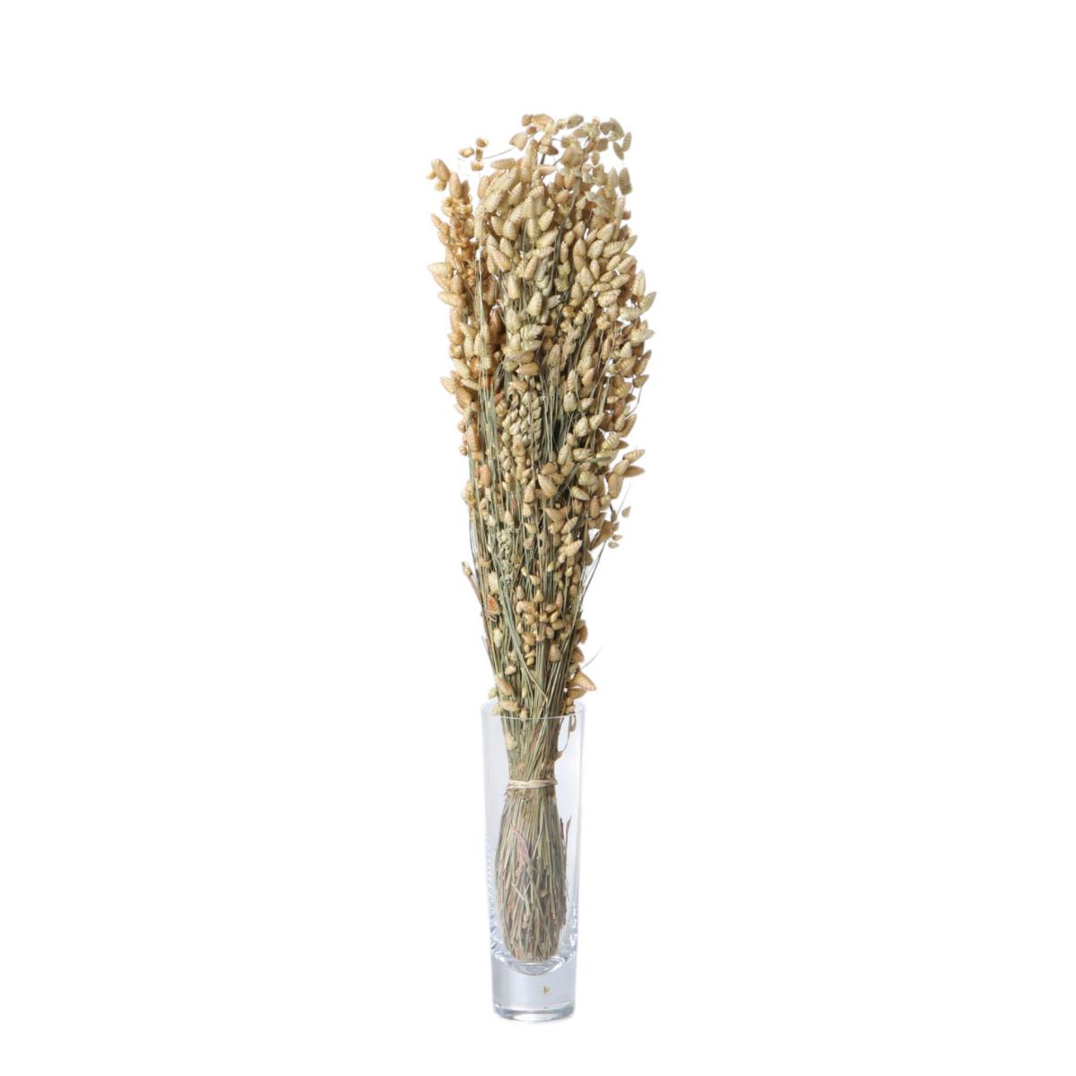 Briza Maxima 50-60cm