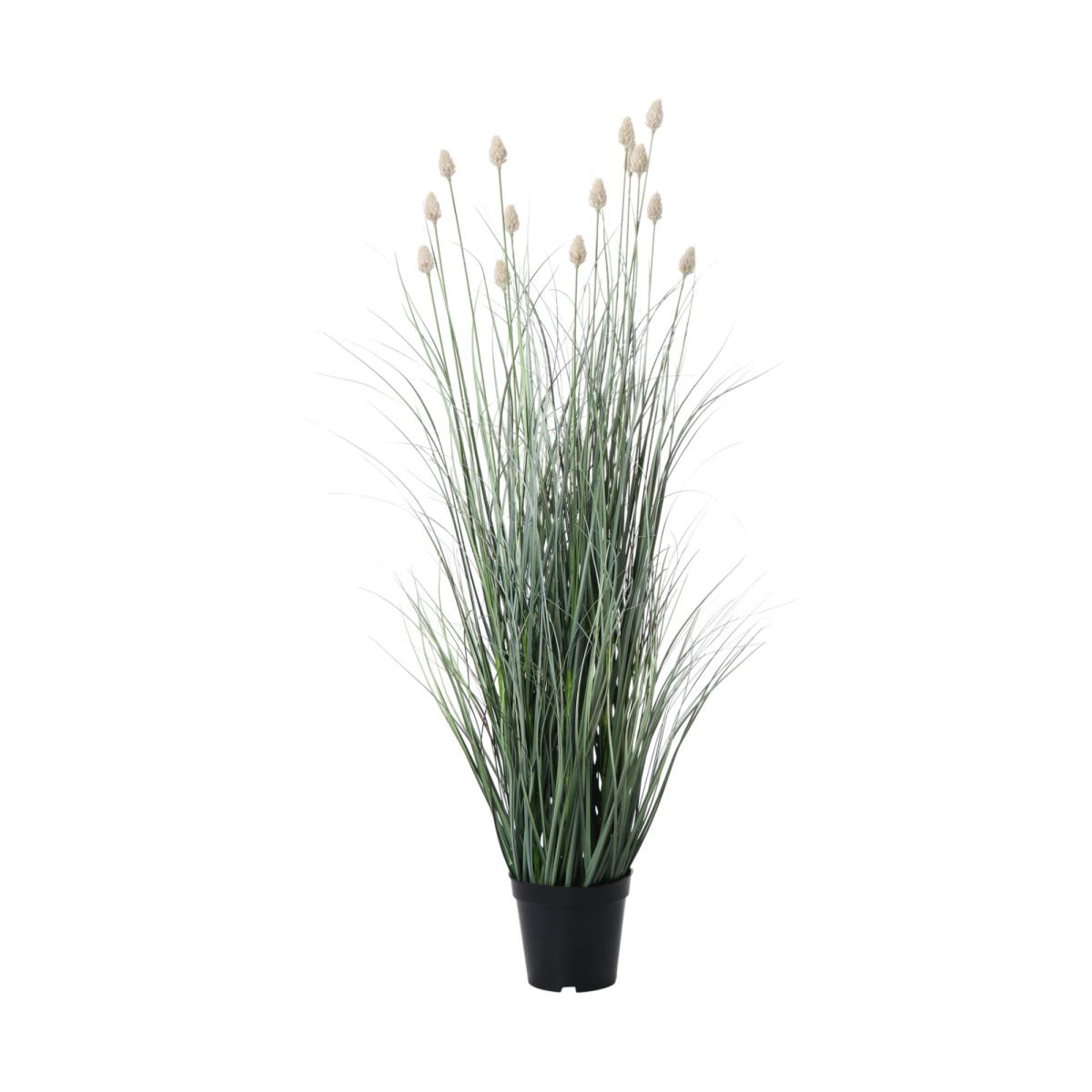 Fuchsschwanzgras im Topf
