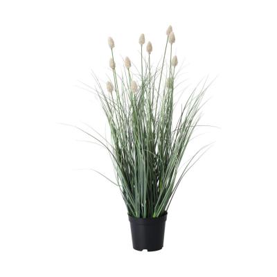 Fuchsschwanzgras im Topf
