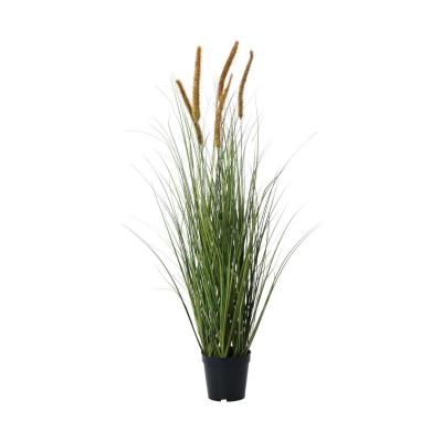 Lampenputzergras im Topf