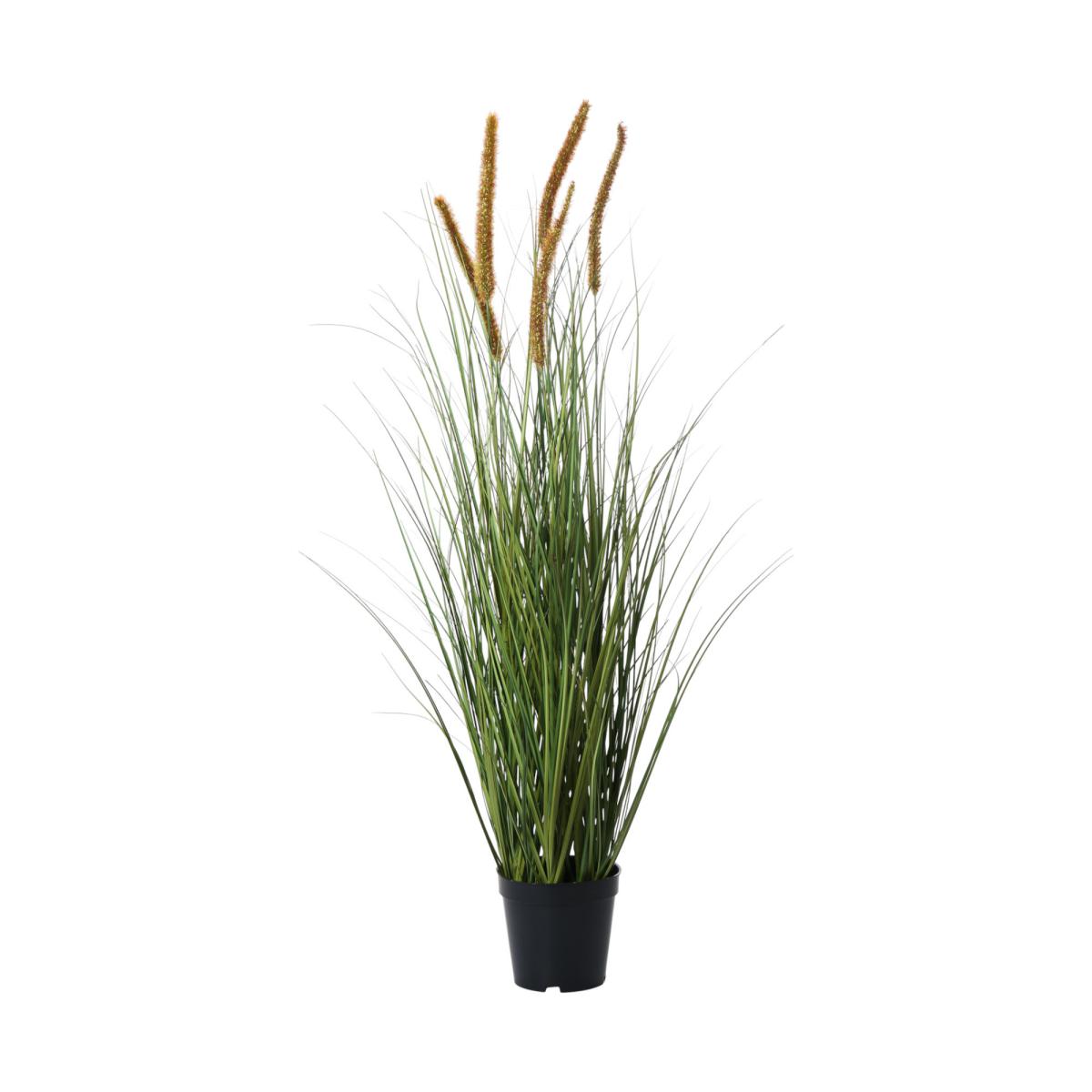 Lampenputzergras im Topf
