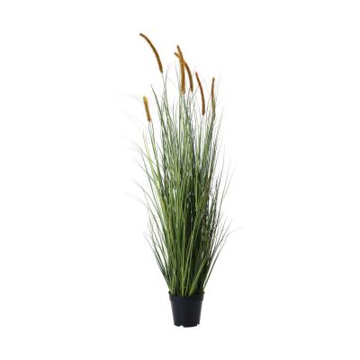 Lampenputzergras im Topf