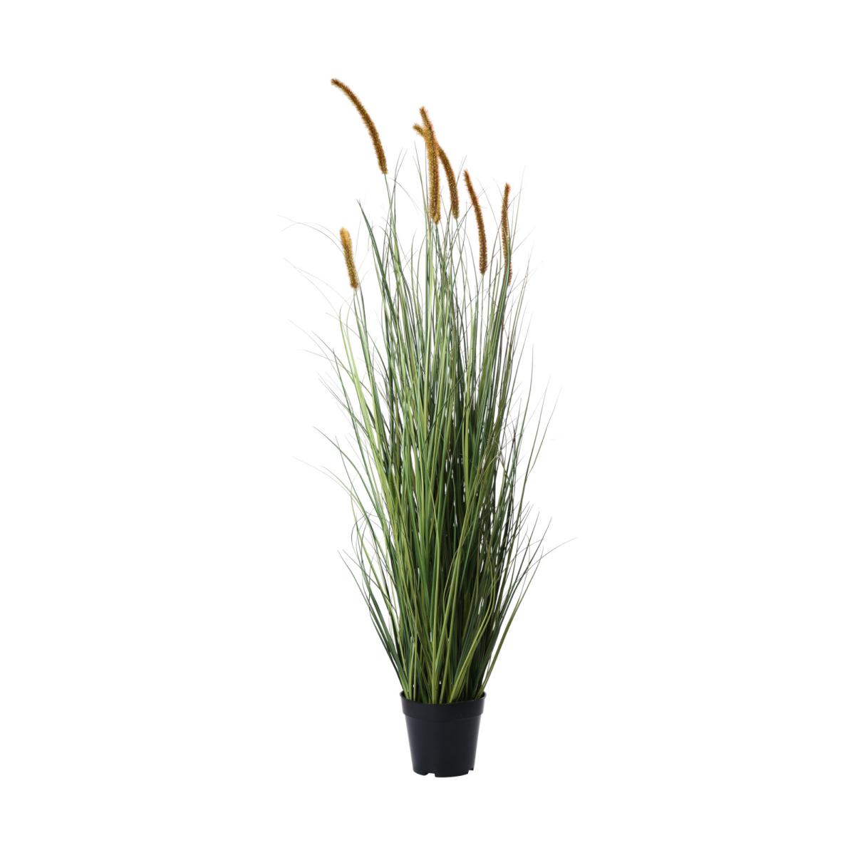 Lampenputzergras im Topf