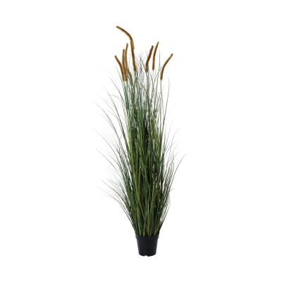 Lampenputzergras im Topf