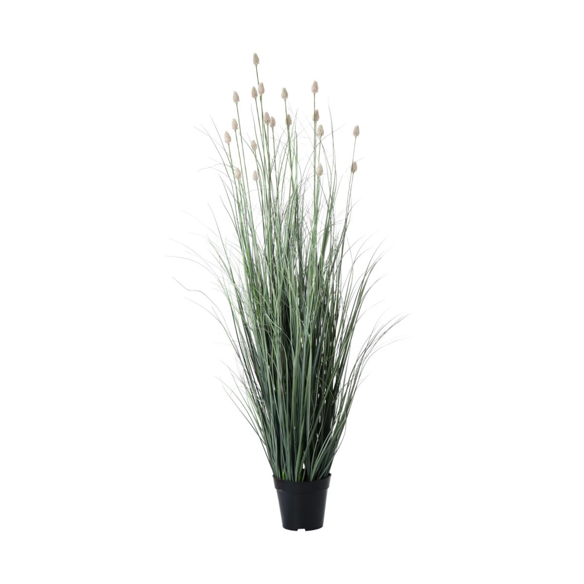 Fuchsschwanzgras im Topf