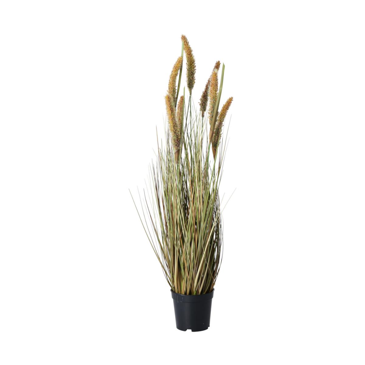 Lampenputzergras im Topf herbstlich