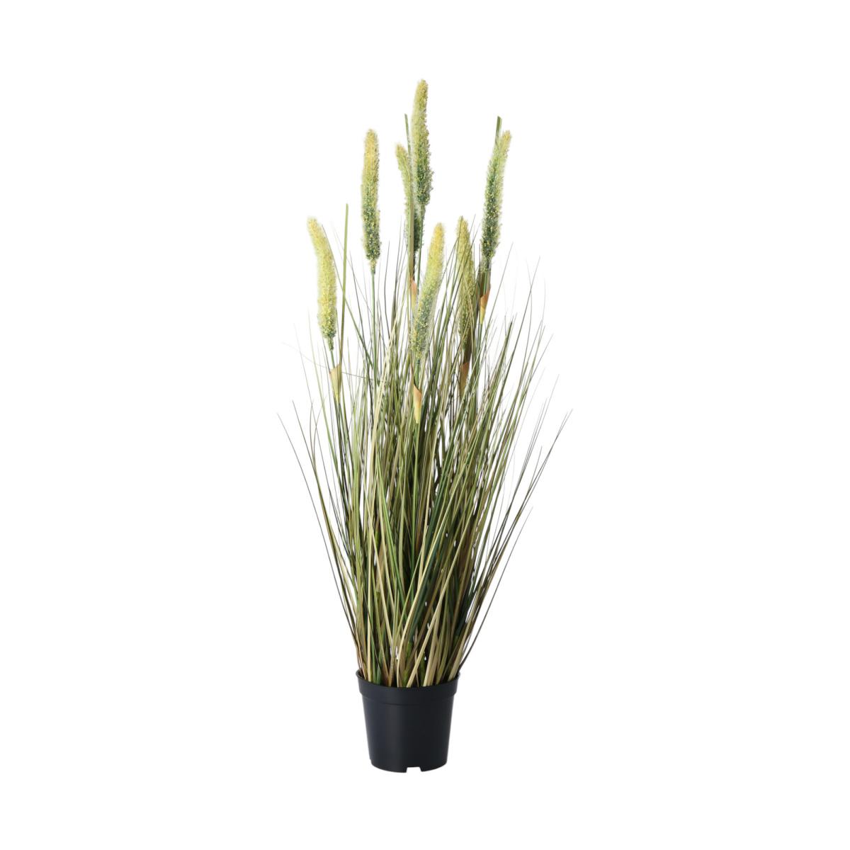 Lampenputzergras im Topf gr&uuml;n