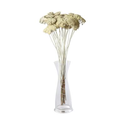 Achillea farbig wall-paint wei&szlig; 200g