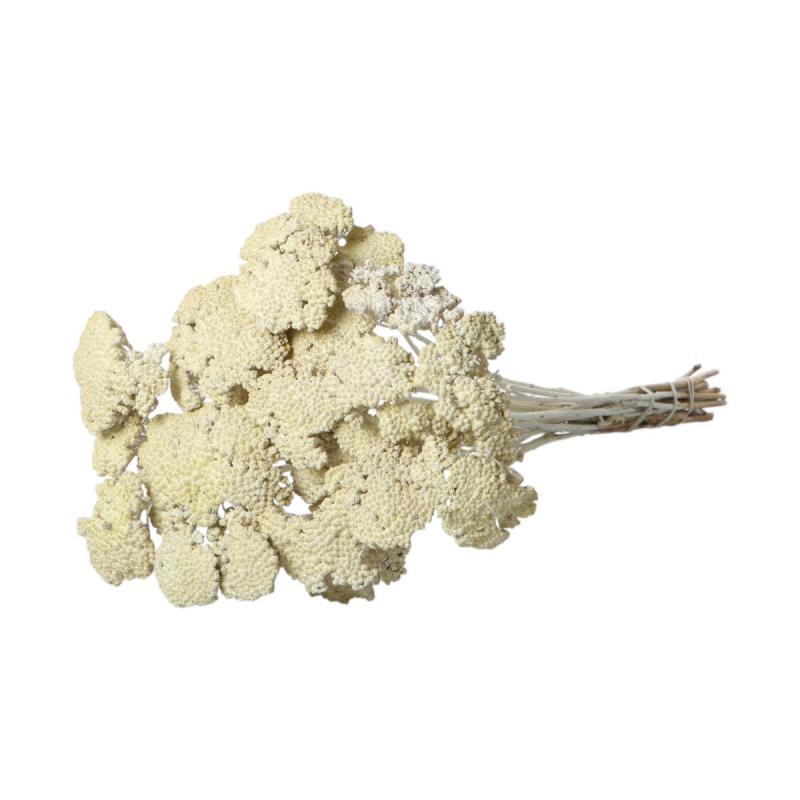 Achillea farbig wall-paint wei&szlig; 200g