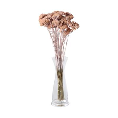 Achillea farbig wall-paint apricot 200g
