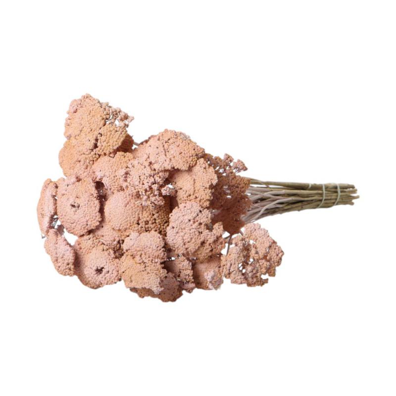 Achillea farbig wall-paint apricot 200g