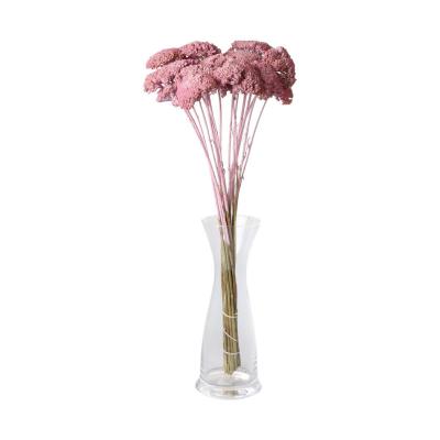 Achillea farbig wall-paint rosa 200g