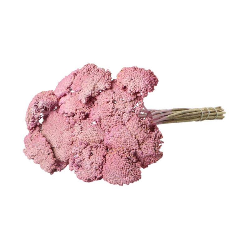 Achillea farbig wall-paint rosa 200g