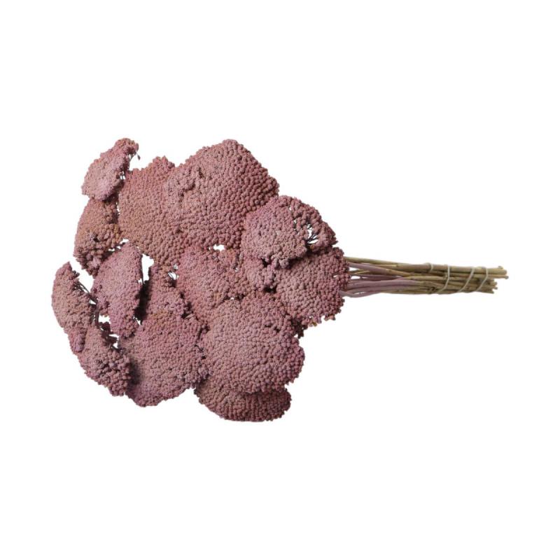 Achillea farbig wall-paint malva 200g