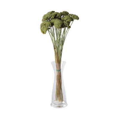 Achillea farbig wall-paint olive 200g