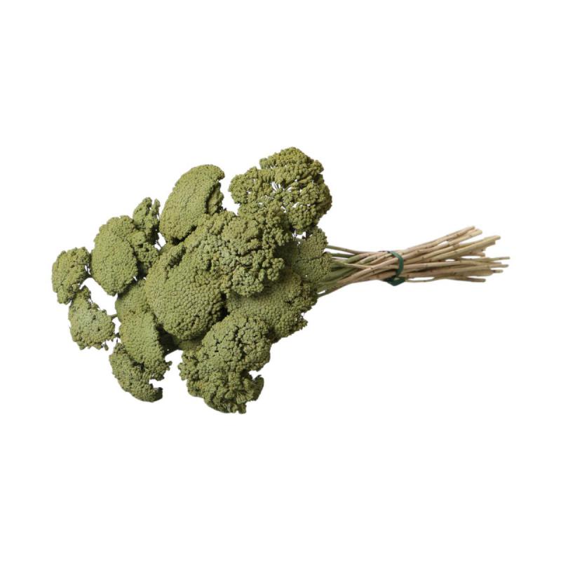 Achillea farbig wall-paint olive 200g