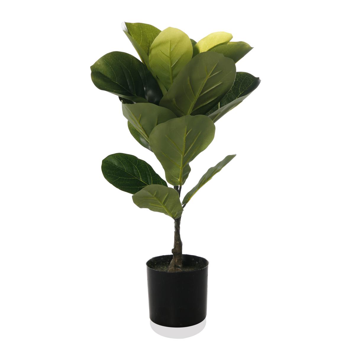 Ficus elastica klein im Topf
