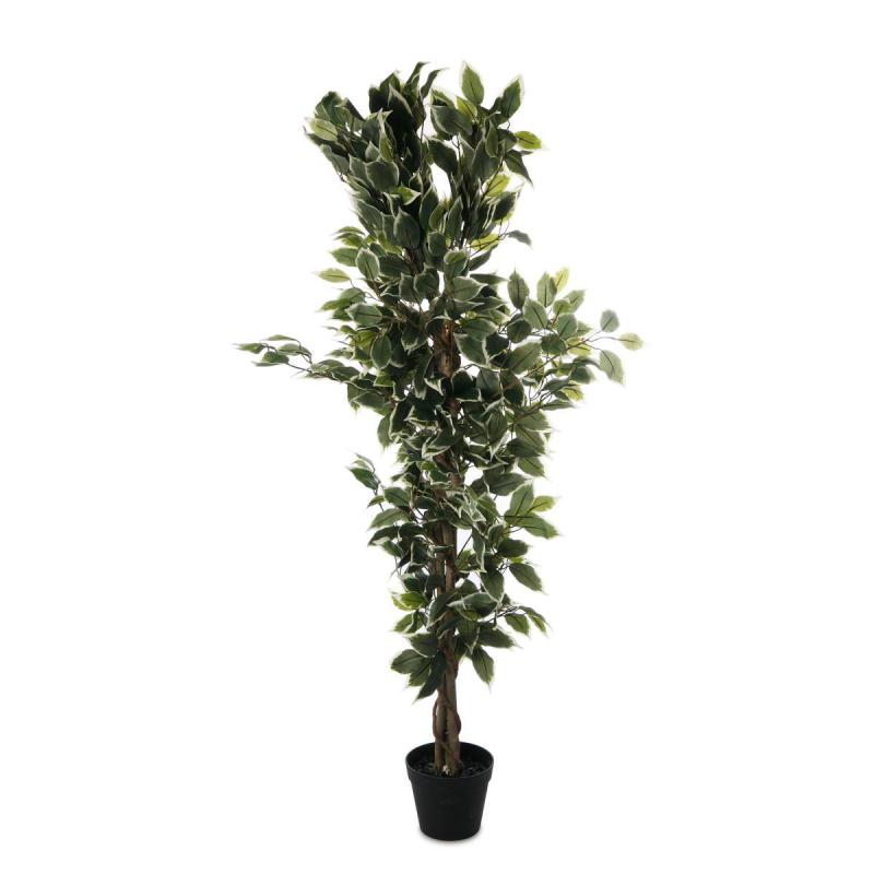 Ficus im Topf