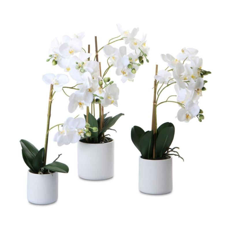 Phalaenopsis Real Touch im Topf