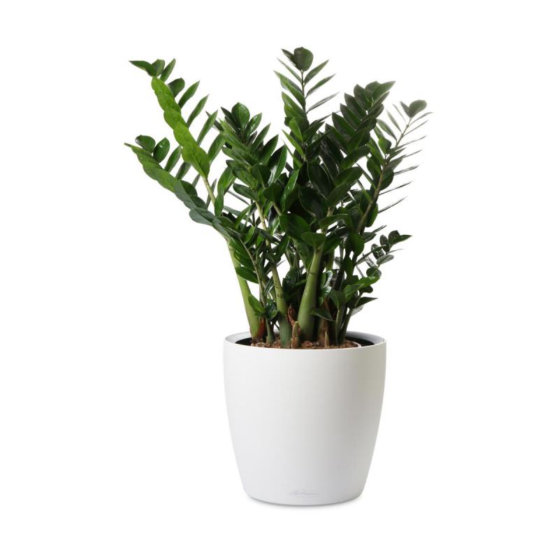 Classico Color LS 13L weiß