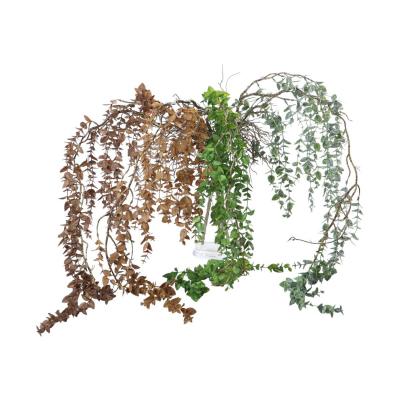 Eukalyptus Mix