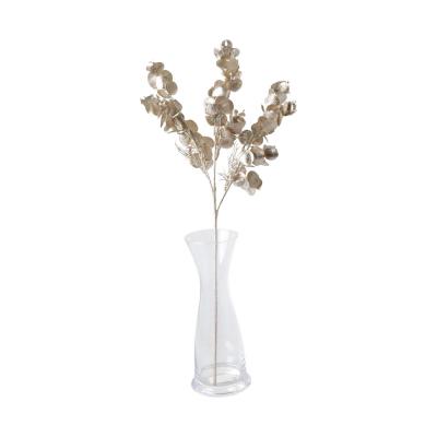 Eukalyptus champagner