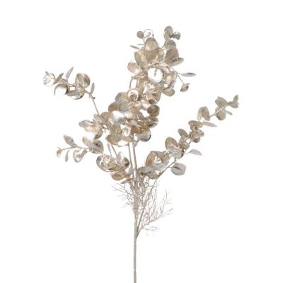 Eukalyptus champagner