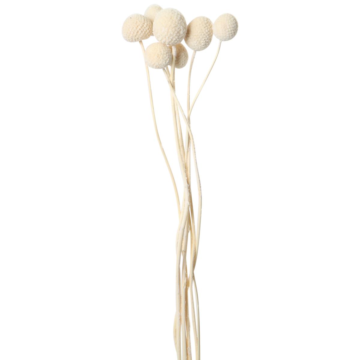 Craspedia gebleicht 40-50cm