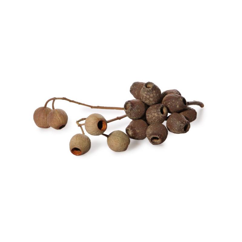 Eucalyptuszweig 5-7 Früchte