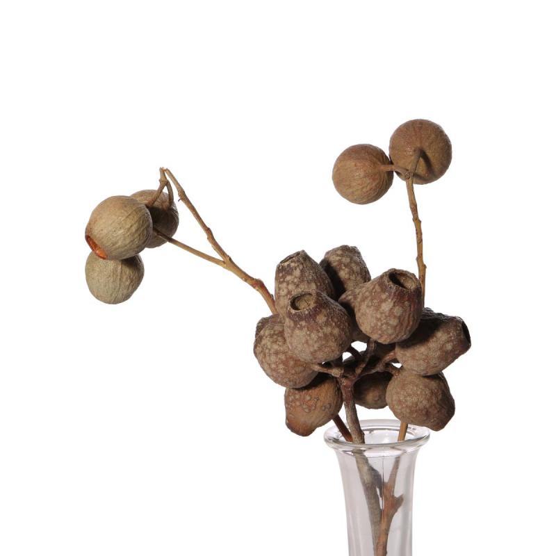 Eucalyptuszweig 5-7 Früchte