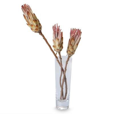 Protea Compacta pink
