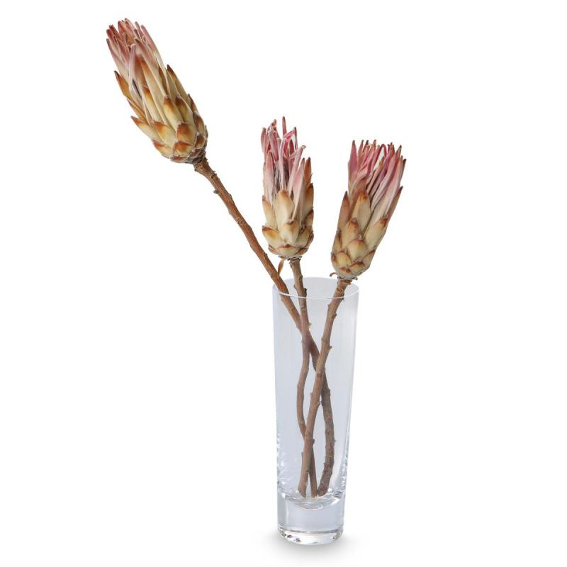 Protea Compacta pink