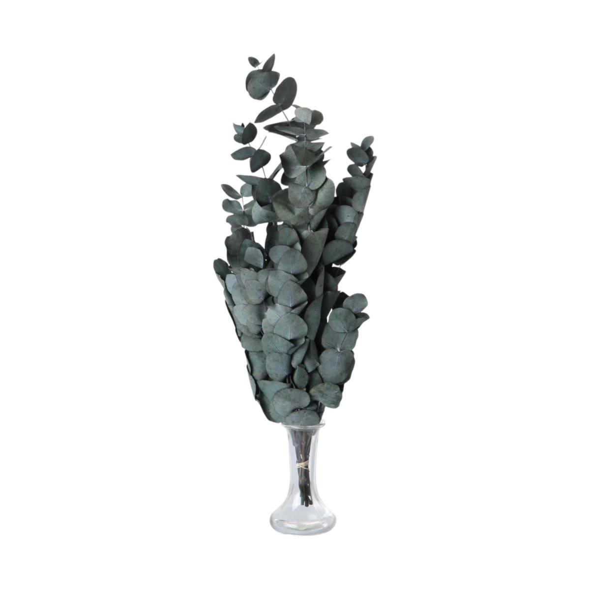 Eucalyptus spiral farbig 40-50cm gr&uuml;n