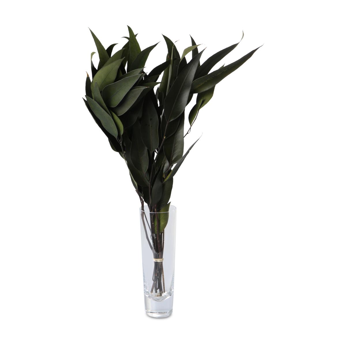 Eucalyptus willow farbig grün