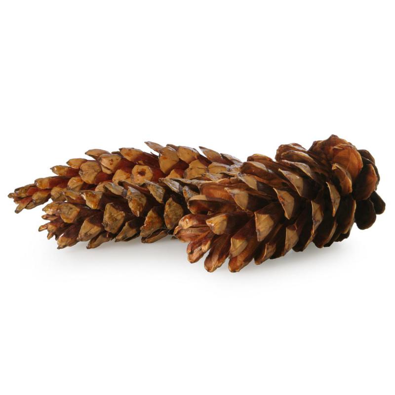 Strobus mittel lackiert