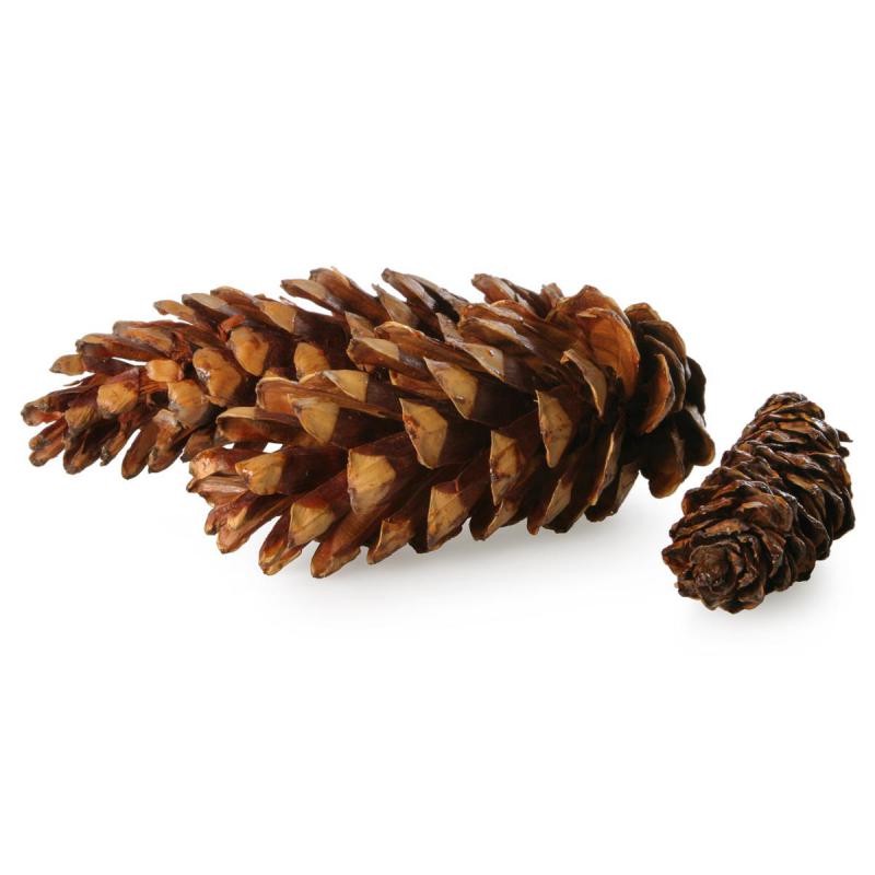 Strobus mittel lackiert