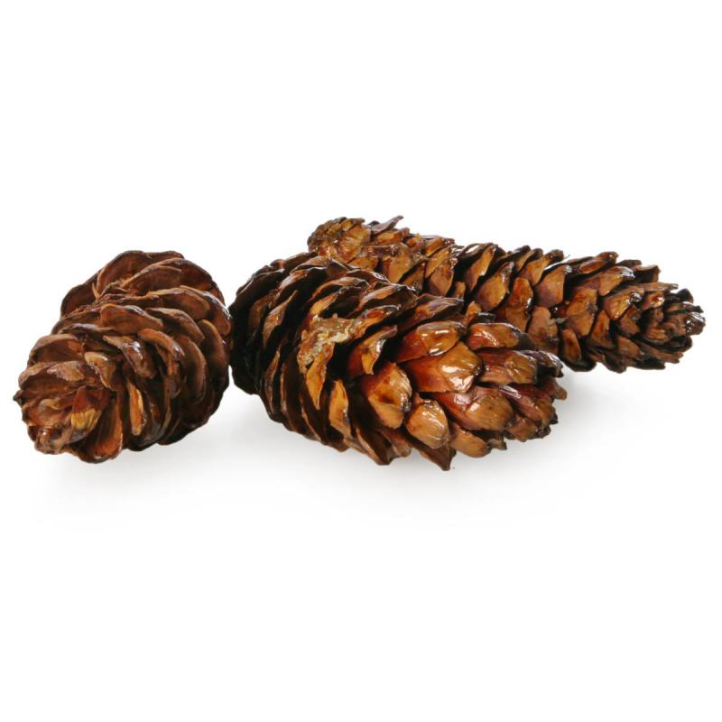 Strobus klein lackiert