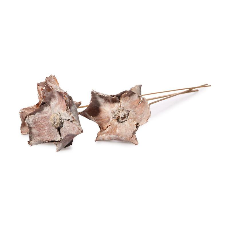 Palm Blüte gestielt white washed