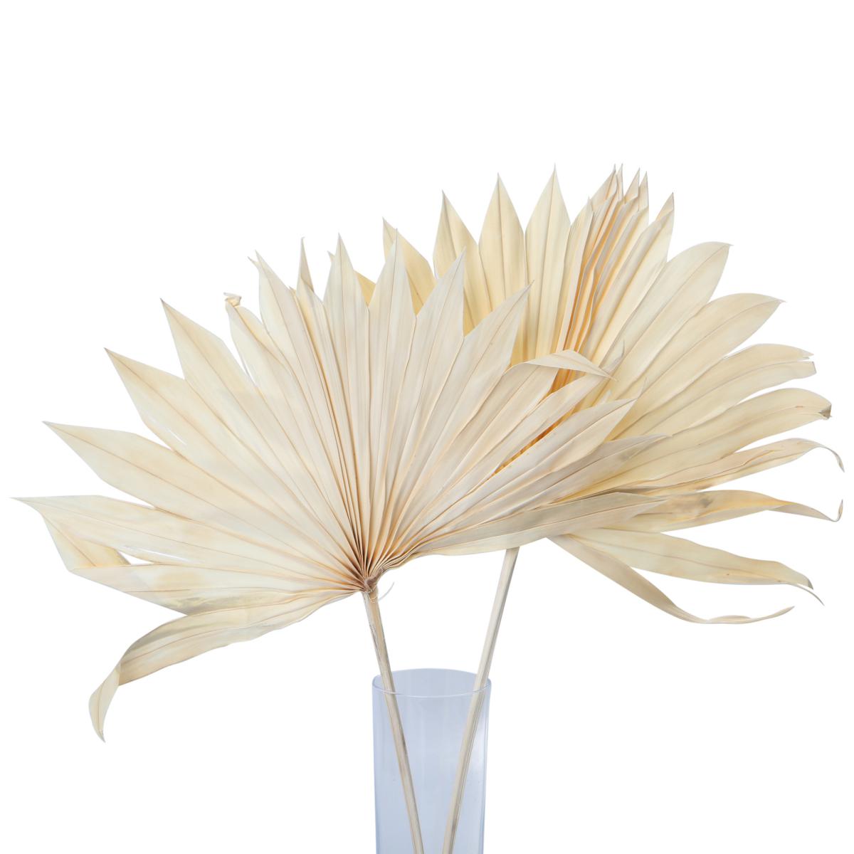 Palm Sun Cut gebleicht