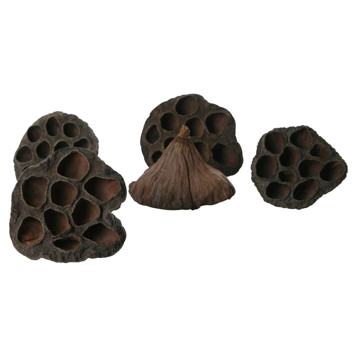 Lotus mittel ungestielt